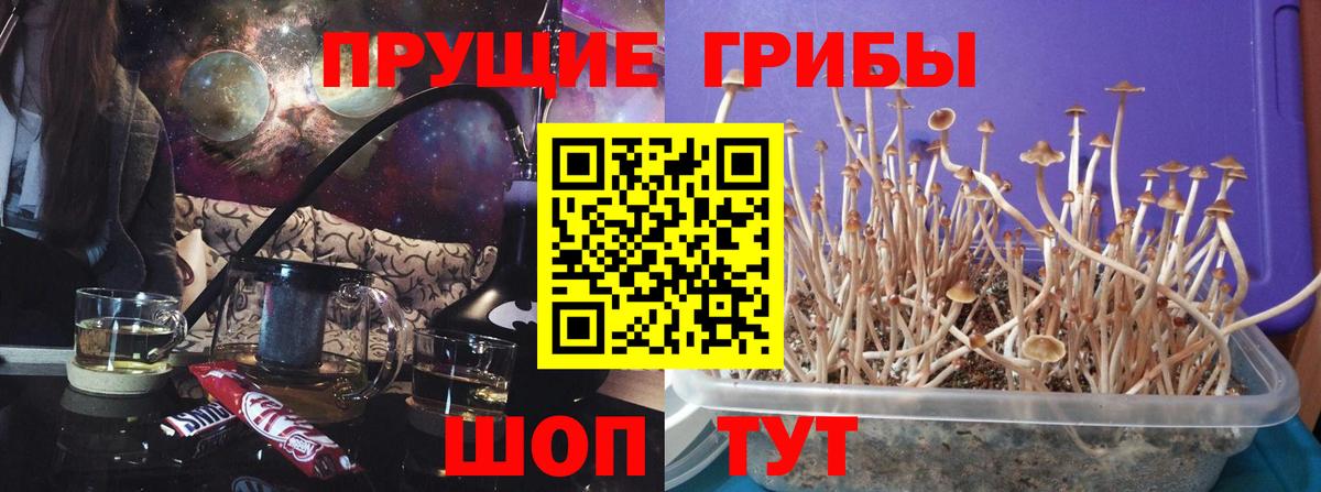 Псилоцибиновые грибы прущие грибы Стерлитамак